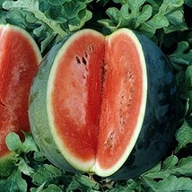 Watermelon Seeds - Florida Giant - Packet, Vegetable Seeds - £2.13 GBP