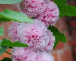25 Double Hollyhock Seeds Pink Perennial Flower Seed Flowers  Us  - £5.81 GBP