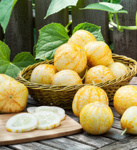 ADW 50 Lemon Cucumber Seeds Fresh Harvest Fast Growing - $13.09