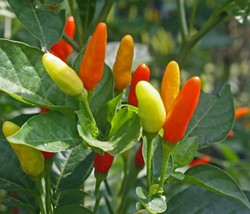 10 Tabasco chili pepper seeds  famous for the tabasco sauce - $2.50