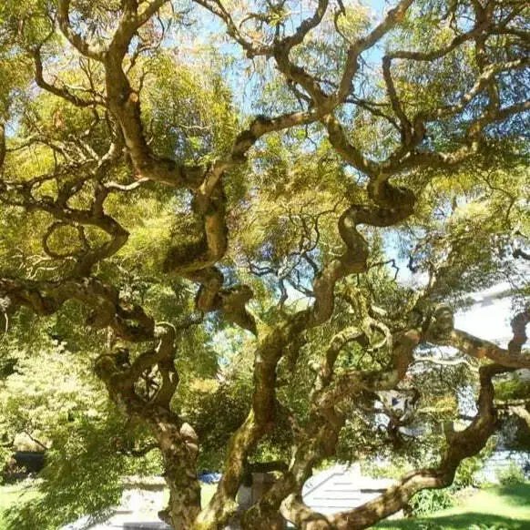 CORKSCREW WILLOW TREE  CUTTINGS UNROOTED SET OF 10 - $545.53 MXN