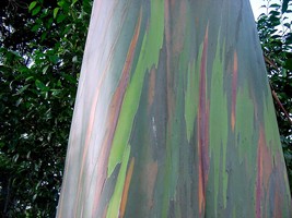 Rainbow Eucalyptus Tree 20 Seeds - -Eucalyptus deglupta Smooth Colored Bark -Tro - £3.92 GBP