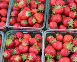 Honeoye Strawberry Plants  June Bearing  Certified Bare Root  High Yield... - $16.78+