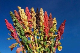 Organic Rainbow Quinoa Plant Seeds - £5.58 GBP