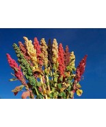 Organic Rainbow Quinoa Plant Seeds - £5.51 GBP