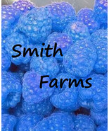 KKG 100 Seeds Blue Raspberry Berries Raspberries Fruit Healthy Planting ... - $13.95