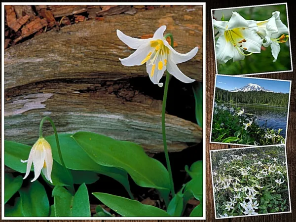 Fresh 10 White Avalanche Lily Seeds (Erythronium Montanum) Perennial Flower Seed - £6.97 GBP