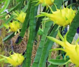 Hylocereus megalanthus Yellow Dragon Fruit Pitaya 30 Seeds - £17.21 GBP