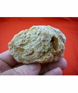 (k-2551) 85 g Rare Kauri tree Gum copal young Amber New Zealand Tane Mahuta - €94,97 EUR