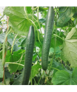 SD 50 Seeds Long Green Improved Cucumber  Vegetable Garden Garden Seeds - $8.33