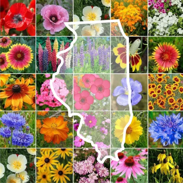 Fresh Wildflower Illinois State Flower Mix Perennials Annuals 1000 Seeds - £5.51 GBP