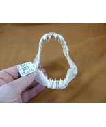 (SJ80-11) Rare 3-3/4&quot; wide CROCODILE SHARK jaw sharks Pseudocarcharias k... - $272.36 CAD