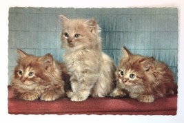 Vintage Postcard 3 Orange Tiger Striped Kittens Cats Fluffy Long Hair - £8.78 GBP