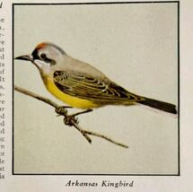 Arkansas Kingbird Bird Print 1931 Blue Book Birds Of America Animals Art... - $14.01 CAD