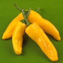 Fresh New Corno Di Toro Giallo Italian Sweet Pepper Aka Corno Di Toro Yellow Hor - £12.28 GBP