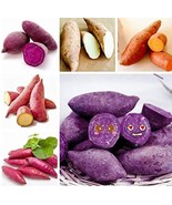  20 Sweet Potato Purple Sweet Potato Seeds - $8.00