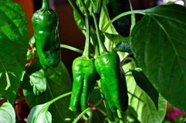 Spanish Heirloom Padron Pepper. hot chilli vegetables, 10 seeds - £8.78 GBP