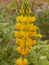 Lupine Yellow Annual Drought Tolerant Hummingbirds Honey Bees Non-Gmo 50 Seeds - £7.80 GBP