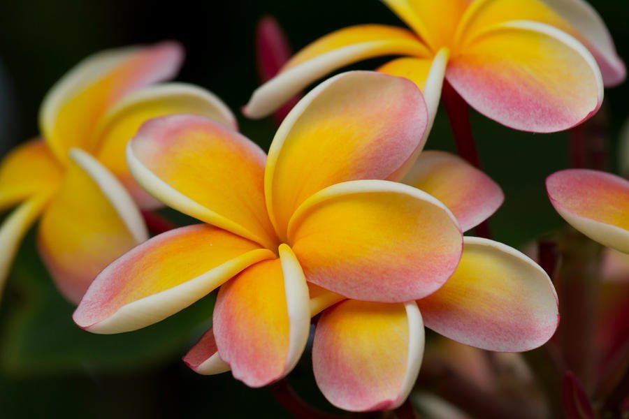 400 Seeds Plumeria ( Frangipani, Hawaiian Lei Flower ) Item image 4