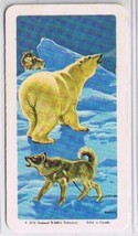 Brooke Bond Red Rose Tea Cards The Arctic #30 Polar Bear - £0.77 GBP