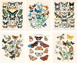 Artivo Vintage Butterfly Art Prints 6 Set 8X10, Butterflies Vintage Poster - £33.56 GBP