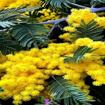 From Usa 20 Golden Mimosa Tree Seeds Acacia Baileyana Yellow Wattle Flower Fast - £11.00 GBP