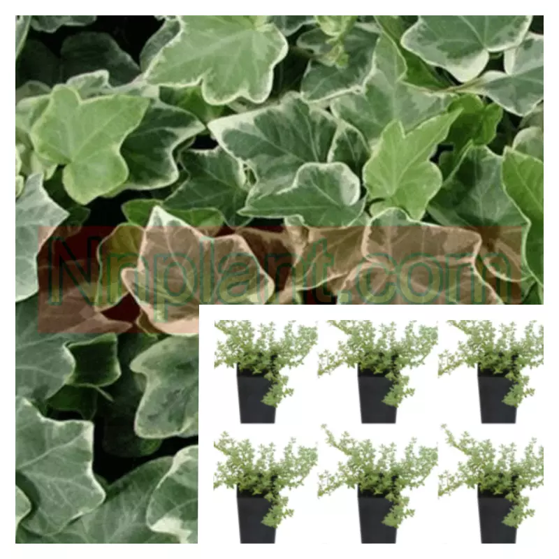 Ivy Eva Plant 6Pks Of 2Inches Pot Glacier Live Plant Ground Cover Mr7 - £35.24 GBP