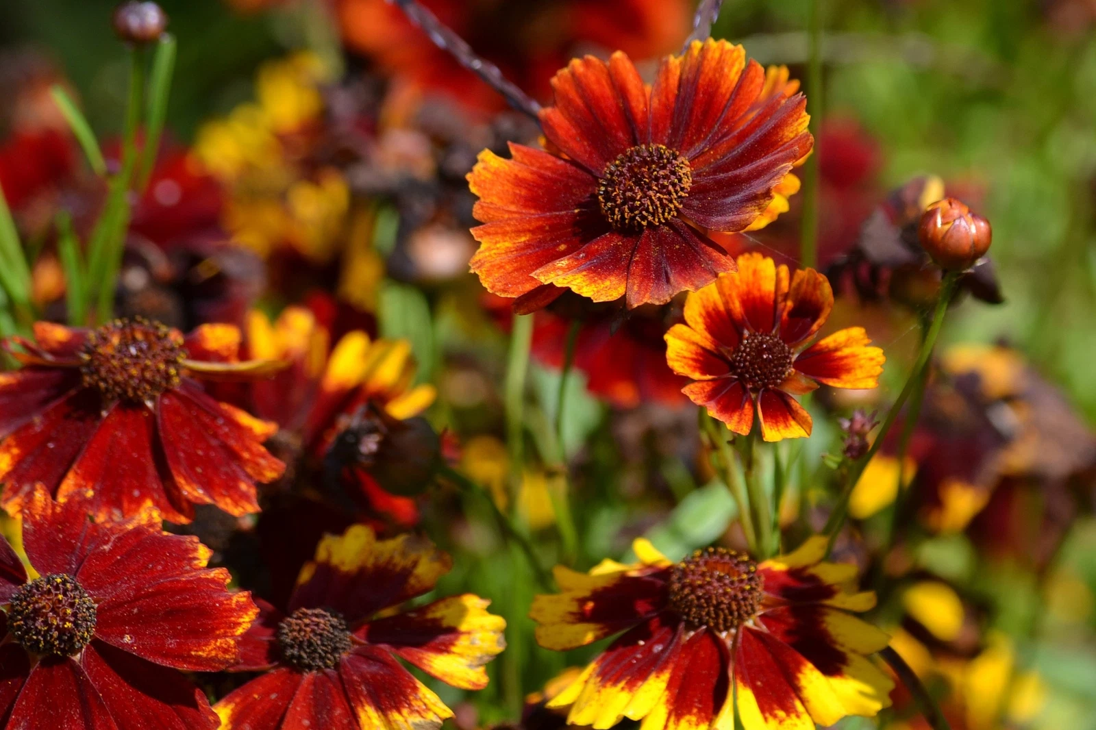 2,000 COREOPSIS TINCTORIA Seeds (Red Dwarf Plains Coreopsis) | - $23.28