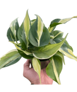Philodendron &#39;Silver Stripe&#39;-8&quot; Pot - $62.37 CAD