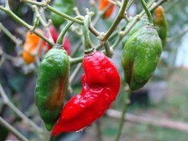 Capsicum chinense × Capsicum frutescens | Bhut Jolokia | Ghost Pepper | 10 Seeds - £9.32 GBP