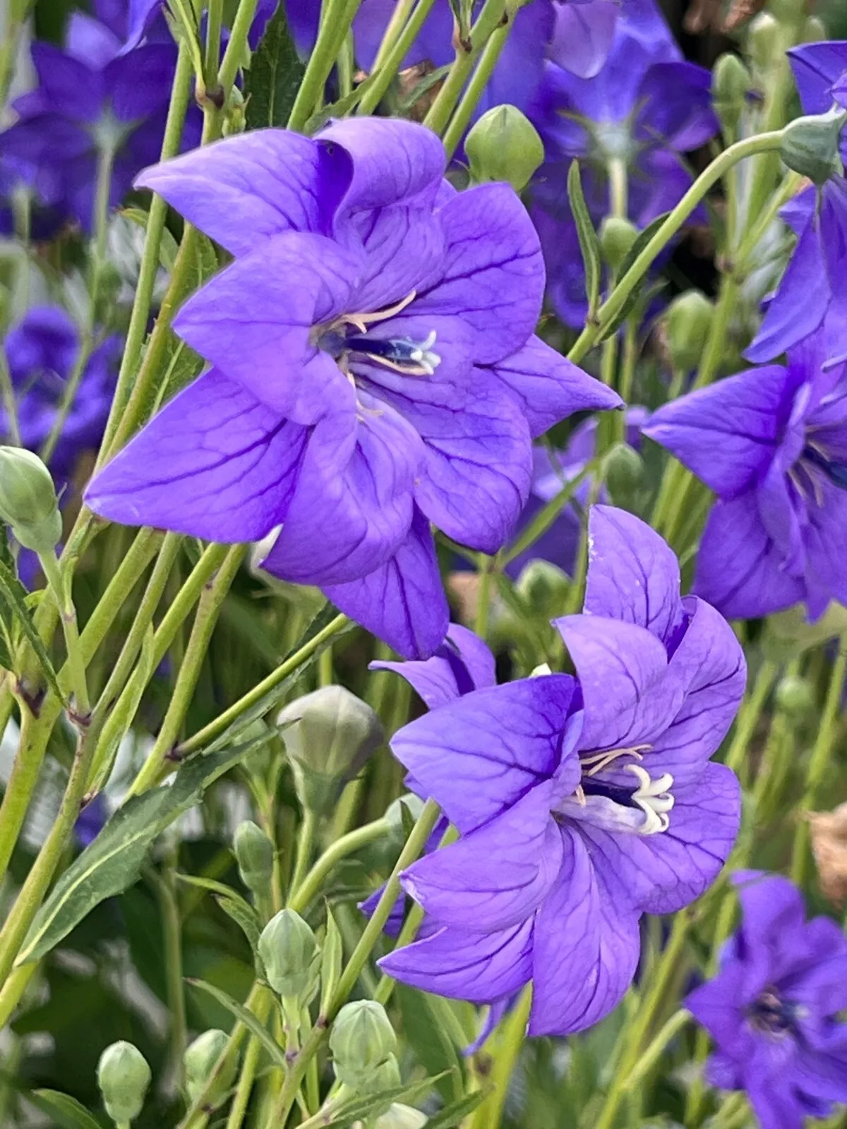 Double Tall Balloon Flower Platycoden Seeds - Non/GMO / Heirloom 100 Seeds - £5.38 GBP