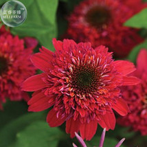 Double Raspberry Red Coneflower Echinacea Flower Seeds, 200 seeds, professional  - £8.49 GBP