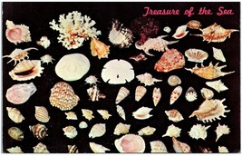 Vintage Treasure of The Sea Seashells Florida Unused Postcard - £41.55 GBP