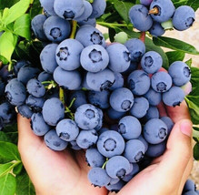 PS Sweet Blueberry Fruit Seeds Non Gmo Fast Grow - $166.68 MXN
