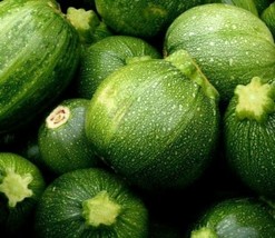 Round Zucchini Seeds 15 Squash Vegetables Cooking Culinary Home Garden - $5.85