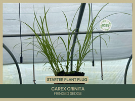 Carex Crinita Fringed Sedge Starter Plant Plug Sedge Family Showy Beautifully Fr - $19.99