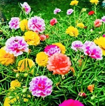 FRESH Moss Rose Double Flower Mix Seeds Open Pollinated Heirloom Seeds - $3.99