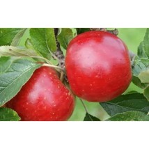 25+ Meridian Apple Seeds | Sweet Crisp Dessert Apple Variety - $16.50