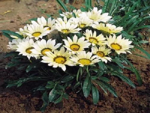 50 Gazania Seeds Mini Star White Gazania Seeds Starts Nursery Fresh Seeds - £19.79 GBP