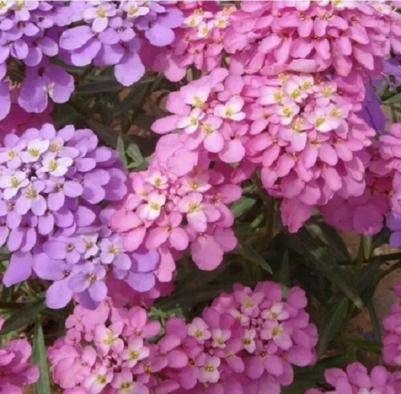 50 Lilac And Pink Mix Iberis Candytuft Flower Fresh Seeds for Planting - £14.12 GBP