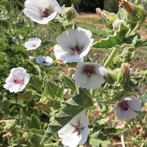 Organic Marsh Mallow Gardening Fresh USA Seller - £8.73 GBP