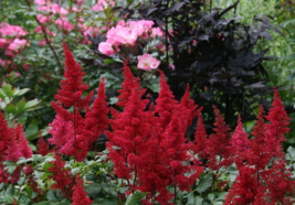 1 Pc Quart Pot Dark Red Plumes Fanal Astilbe Flowers Live Plant | RK - £52.15 GBP