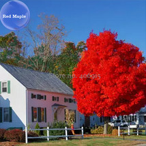 Autumn Blaze Red Maple Tree 20 Seeds Clearly Superior Tree Seeds E3987 - £5.62 GBP