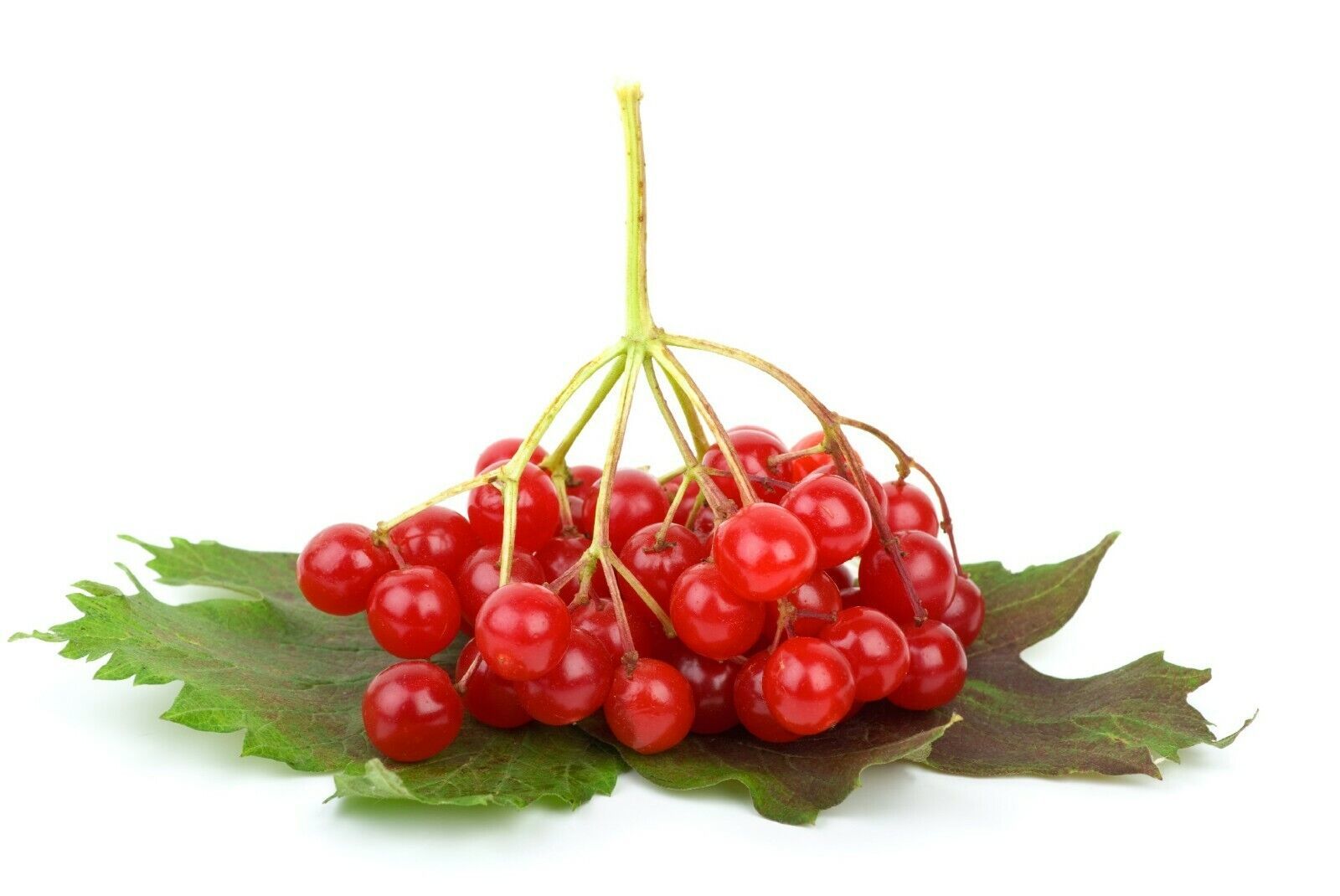 10 Linden berry shrub Cardinal Candy seeds Free Shipping - $6.39