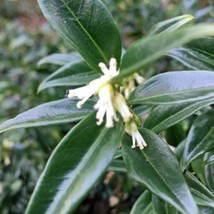 Sarcococca Ruscifolia Fragrant Sweet Box 5 Seeds Seeds Fresh Fast Shipping - £16.08 GBP