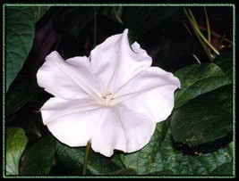 Moonflower, Night Bloom Vine White Flower Fragrant 18 Seeds - £12.65 GBP