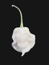 USA Store 19 White Ghost ( Mixed Shape ) Pepper Seeds Fast Ship - $8.76