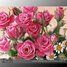 Heirloom Small Pink Rose Professional 50 / Indoor Available Fragrant Seeds, P... - $11.59