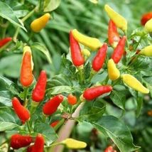 30 Rainbow Pepper Seeds Non-GMO - £5.60 GBP