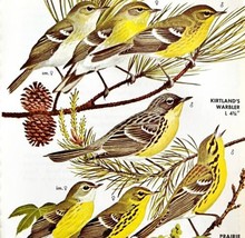 Warbler Varieties And Types 1966 Color Bird Art Print Nature #8 ADBN1o - $19.99